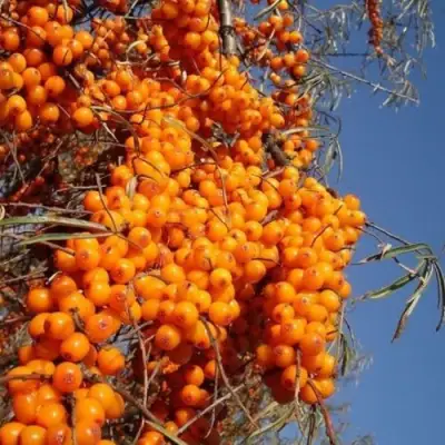 Облепиха СУДАРУШКА в Горках