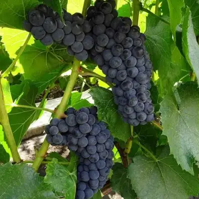 Виноград ВЭЛИАНТ в Горках
