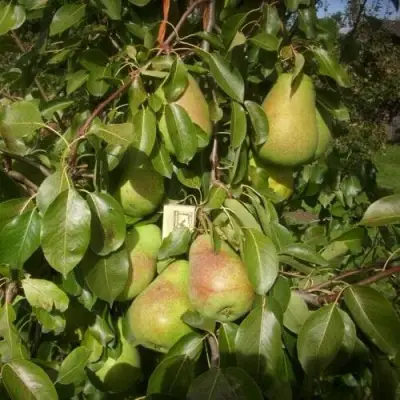 Груша БЕРЕ ЛЮКА в Горках