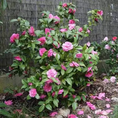 Камелия ДЕББИ в Горках