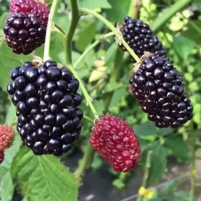 Ежевика ПРАЙМ АРК ФРИДОМ ремонтантная  в Горках