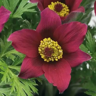 Прострел ПИНВИЛ РЕД ШЕЙДЕС в Горках