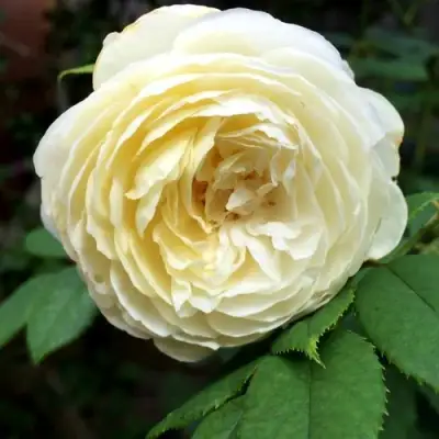 Роза КЛЭР ОСТИН английская в Горках