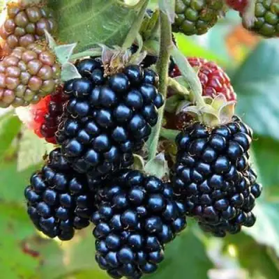 Ежевика ДЖАМБО бесшипная  в Горках