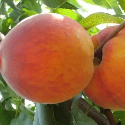 Персик СОЧНЫЙ в Горках