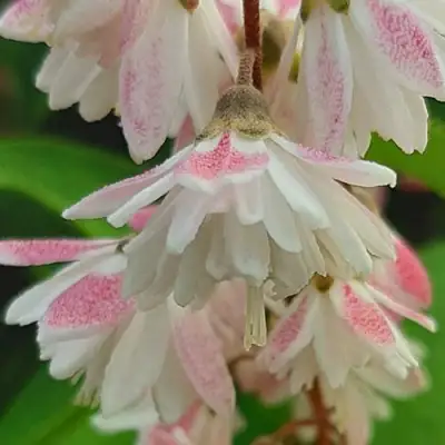 Дейция РОЗЕА ПЛЕНА в Горках