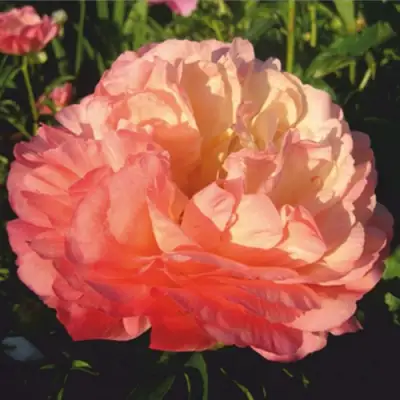 Пион КОРАЛ СУПРИМ травянистый в Горках