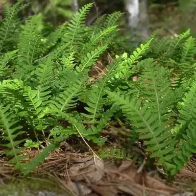 Многоножка обыкновенная в Горках