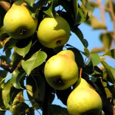 Груша НЕЖНОСТЬ колонновидная	 в Горках