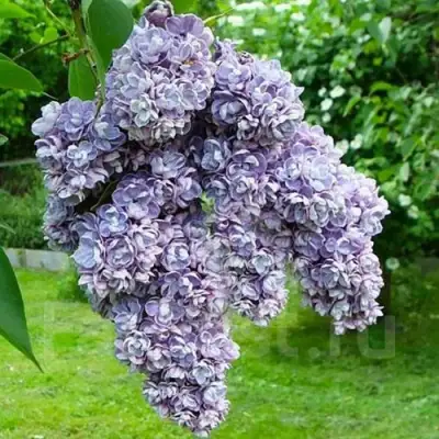 Сирень АМИ ШОТТ в Горках