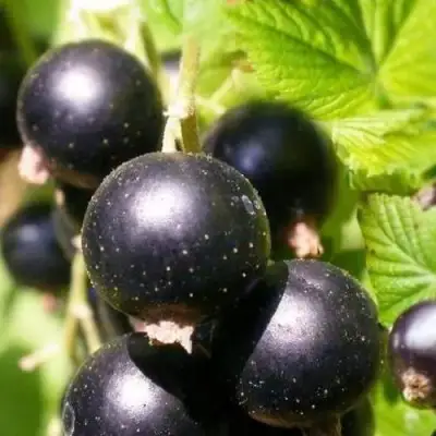 Смородина черная ЧЕРНООКАЯ в Горках