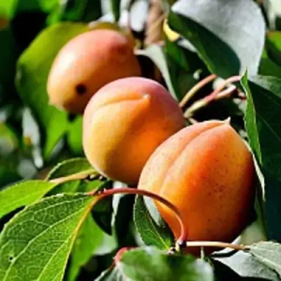 Абрикос БАЙ в Горках