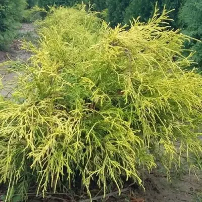 Кипарисовик ФИЛИФЕРА АУРЕА горохоплодный в Горках