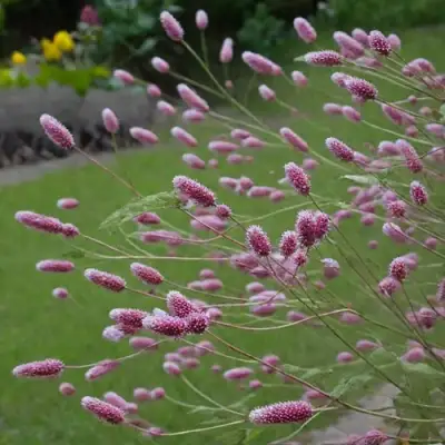 Кровохлебка РОК ЭНД РОЛЛ в Горках