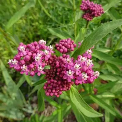 Ваточник МЯСО-КРАСНЫЙ в Горках