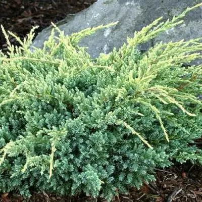 Можжевельник ХОЛГЕР чешуйчатый в Горках