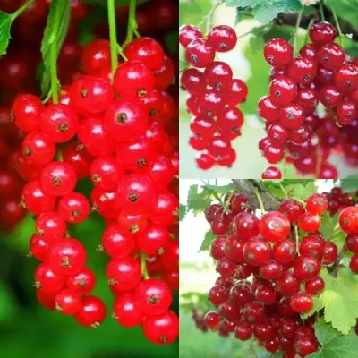 Комплект КРАСНЫЙ УРОЖАЙ в Горках