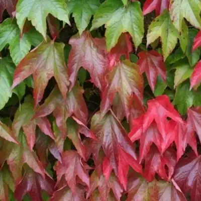 Девичий виноград тройчатый ВИЧИ в Горках