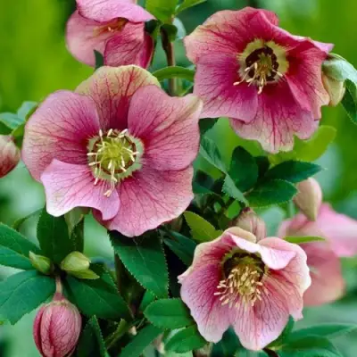 Морозник ВОСТОЧНЫЙ в Горках