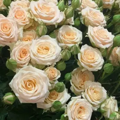 саженцы розы Таня