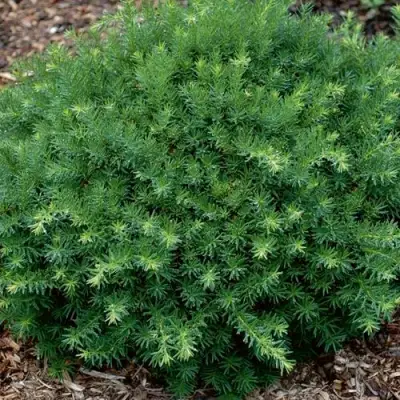 Тис ХИКСИ средний в Горках