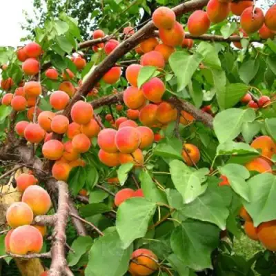 Абрикос ОТБОР АСТАХОВА в Горках