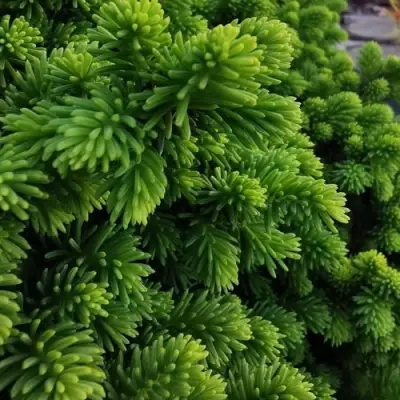 Ель ЛИТЛ ДЖЕМ обыкновенная в Горках