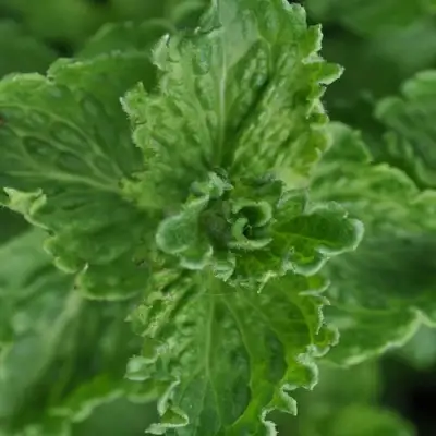 Мята КРИСПА в Горках