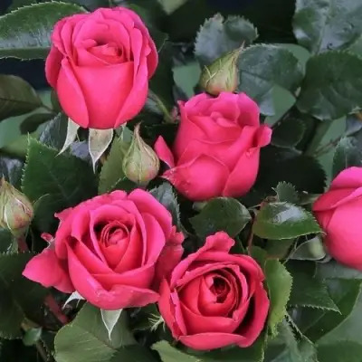 Роза ЛАВ ЛЕТТЕР флорибунда в Горках