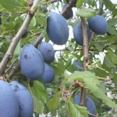 Слива ГИЛЬБЕРТ в Горках