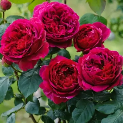 Роза КЕЙТ английская в Горках