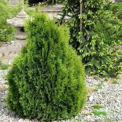 Туя МИКИ западная в Горках