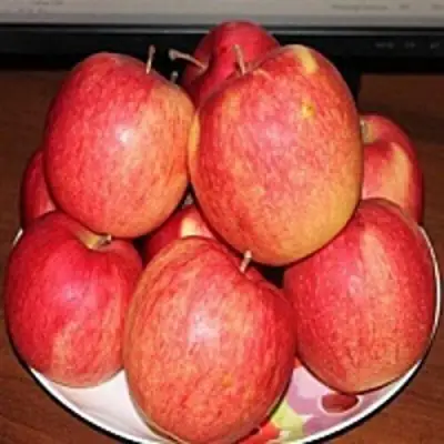 Яблоня ЛИГОЛ в Горках