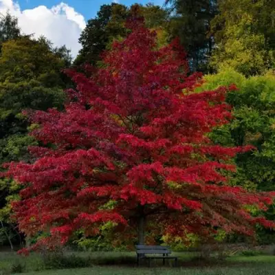 Дуб болотный в Горках