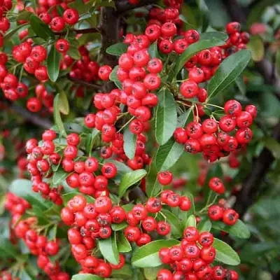 Пираканта РЕД КУИШОН в Горках