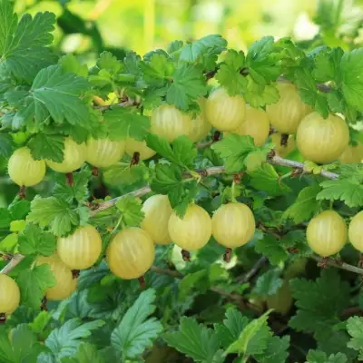 Крыжовник БЕРИЛЛ в Горках