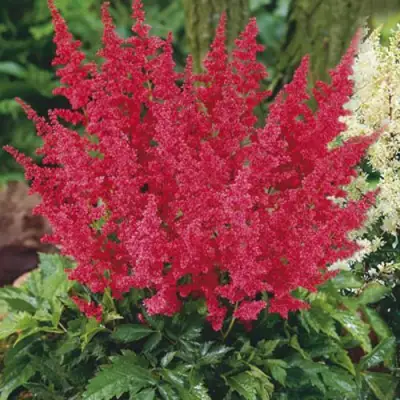 Астильба МОНТГОМЕРИ японская в Горках