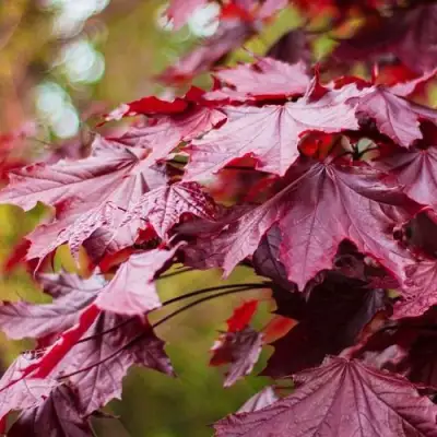 Клен РОЯЛ РЕД остролистный в Горках
