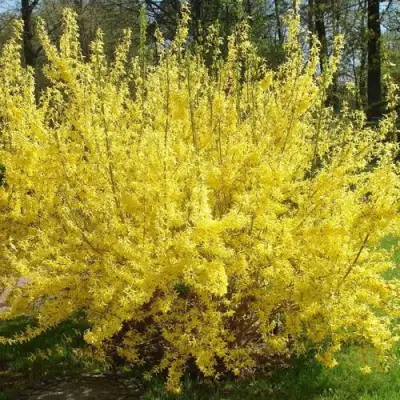 Форзиция ФОРЧУНА в Горках