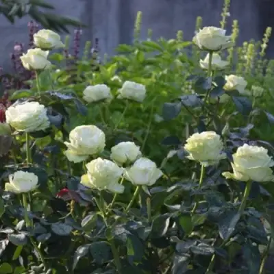 Роза ВАКАНА японская в Горках