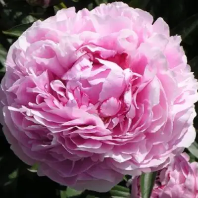 Пион ША-ЛА травянистый в Горках