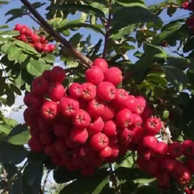 Рябина МОРАВСКАЯ сладкоплодная в Горках