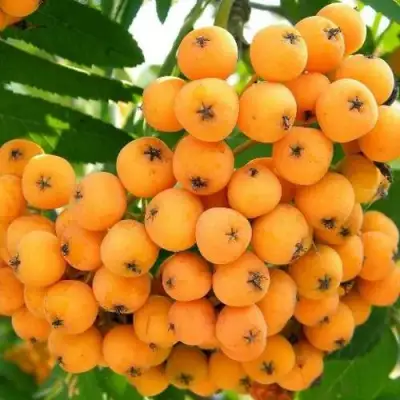 Рябина НЕВЕЖИНСКАЯ ЖЕЛТАЯ сладкоплодная в Горках