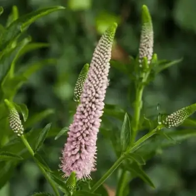 Вероника ФЕСТ ЧОЙС длиннолистная в Горках