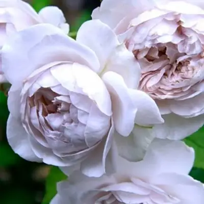 Роза ГРИЗЕЛИС шраб в Горках