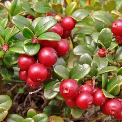 Брусника садовая АМЕРЛАНД в Горках