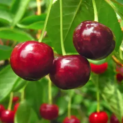 Вишня УЙФЕХЕРТОЙ ФЮРТОШ в Горках