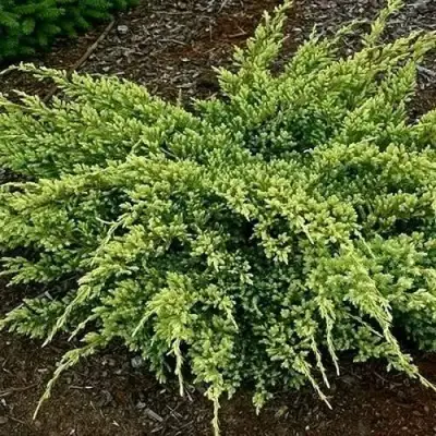 Можжевельник ДРИМ ДЖОЙ чешуйчатый в Горках