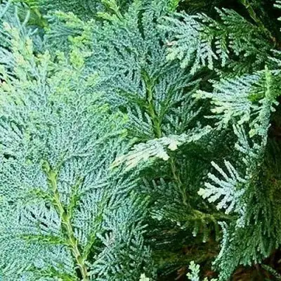 Кипарисовик КОЛУМНАРИС лавсона в Горках