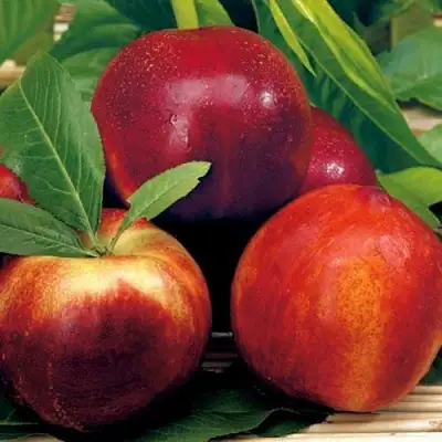 Нектарин СТАРК РЕД ГОЛД в Горках